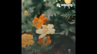 HELMIANDIKA5 - SELALU BEGITU HIJAU DAUN COVER