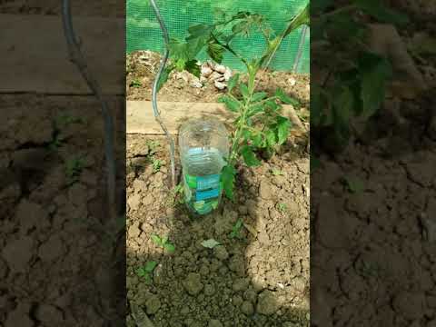 Vidéo: Top dressing de tomates après la plantation dans une serre