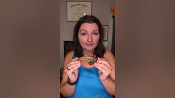 Fossil vs Rock: How to Tell the Difference
