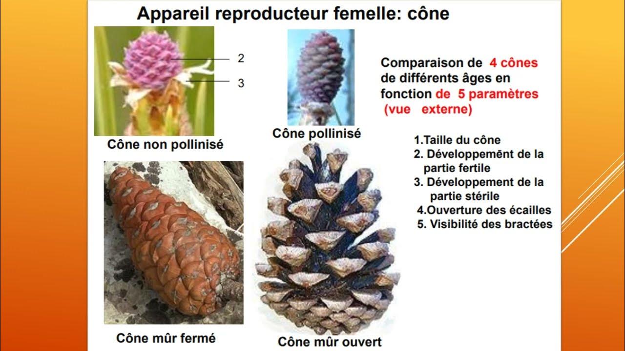 Tp biologie végétale : étude de l'appareil reproducteur des ...