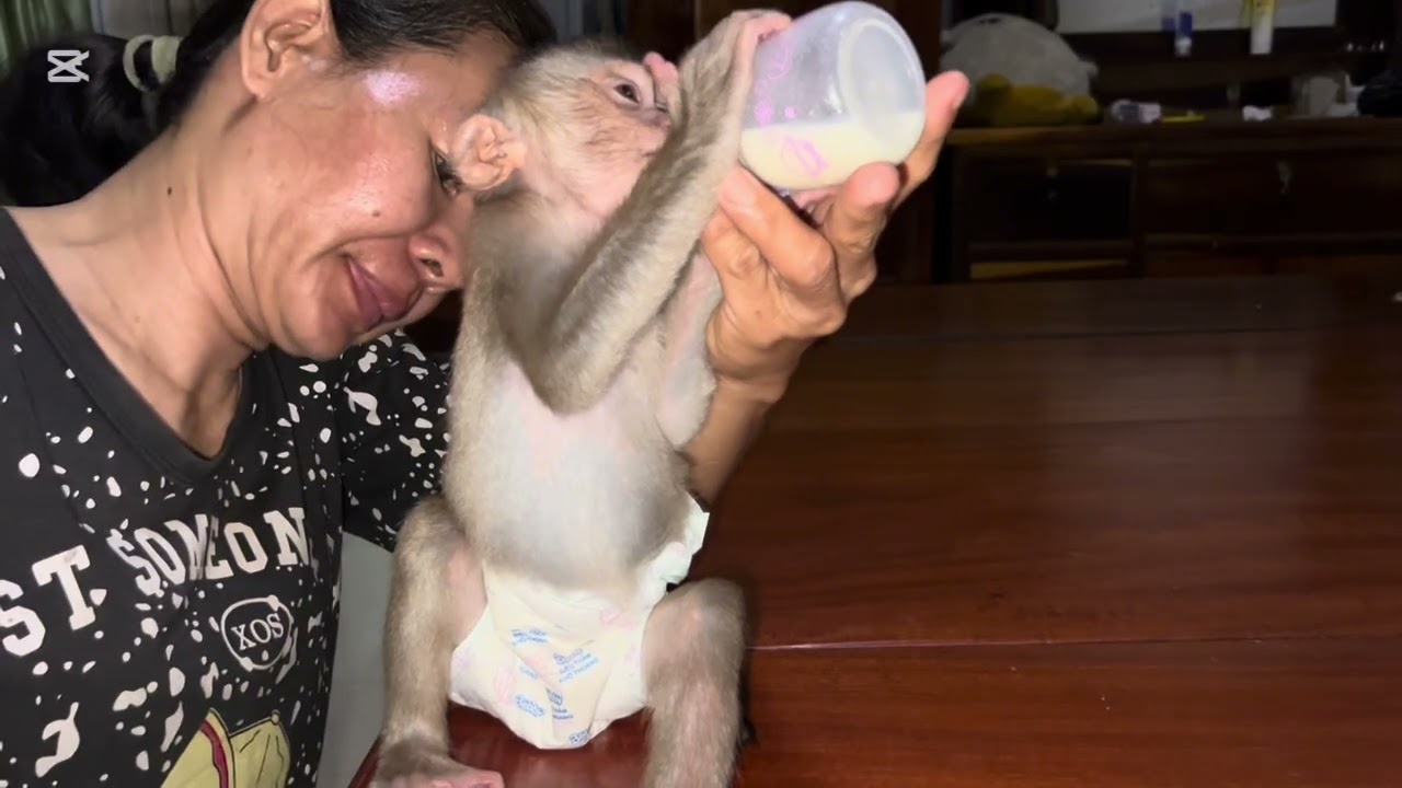 Mommy dressed Mary up and she make a mistake #monkey #animals