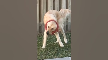 Dog Playing Frisbee With Owner - Funny Dog Videos 🐾