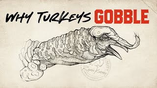 Why do turkeys gobble? What makes them stop? Here's a quick video using my art to help explain.
