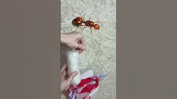 посылка. огненные муравьи Solenopsis invicta gemenata самые опасные муравьи FIRE Ants