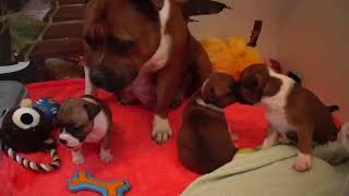 59Ème Vidéo Maman Luna Et Ses Pes Staffis De La 36Ème Portée De Staffordland