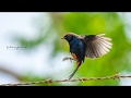 Bird photography  birds all around the world  by bitopan sarmah