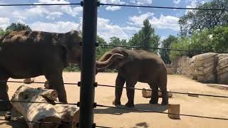 Zoo to You Virtual Safari: Socializing Asian Elephants