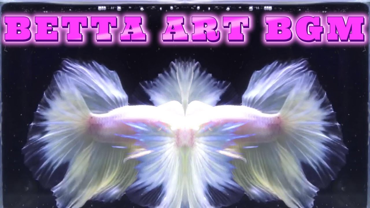 BETTA ART MUSIC 2024年4月4日 - YouTube
