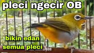 Suara Pleci Ngecir Merangsang Birahi Pleci Macet