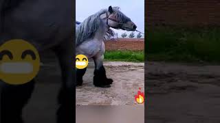 Большой Лошадь