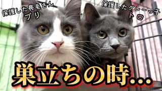 ビビり野良兄妹、揃ってずっとのお家へ【保護から巣立ちまで2ヶ月間の記録】