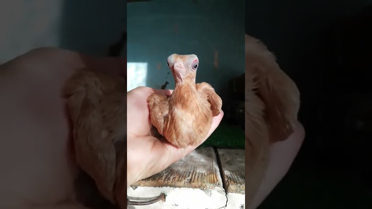 pigeon ki video // kabootar status 