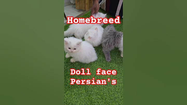 Video 11858001: persian cat kitten doll, face persian cat kitten