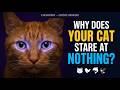 Why Does Your Cat Stare at Nothing? 8 Weird Animal Behaviors Explained By Science