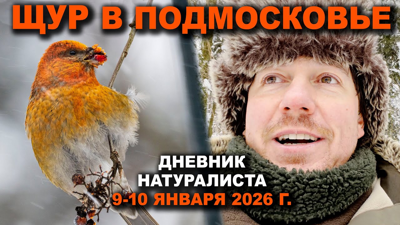 Щур в Подмосковье. 9-10 января 2026 г. Дневник натуралиста