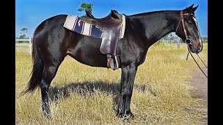 AUSTRALIAN RIDING & TACK