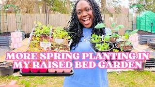 Raised Bed Garden🌱Collards, Brussel Sprouts, Kale, Dill, Flowers 🌸and more| NW Ohio Zone 6b