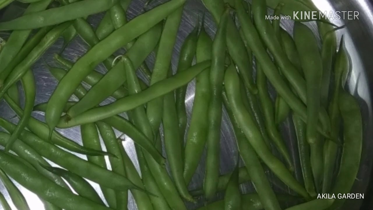 மாடித்தோட்டத்திற்கு ஏற்ற செடி அவரை, செடி பீன்ஸ் வளர்ப்பு/ Grow green