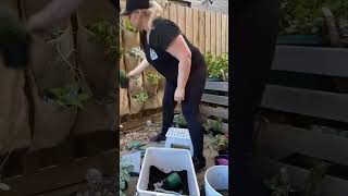 DIY Vertical Garden on a Budget | Space-Saving Garden Hacks