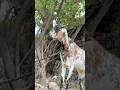 #goat #animal#funny #minivlog #pets #shorts