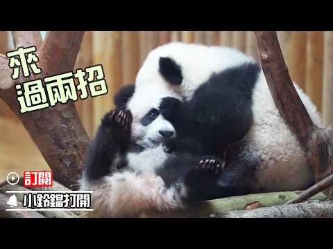 “電量”滿格，開始切磋！| iPanda熊貓頻道《熊貓早晚安》