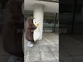 ホゴちゃんの障害物競走