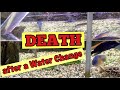 My 3 Tips for [Fish Death and Stress Immediately after a Water Change] ***What Can We Do?***