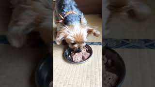 ご飯をほおばるヨーキー￼#ヨークシャーテリア