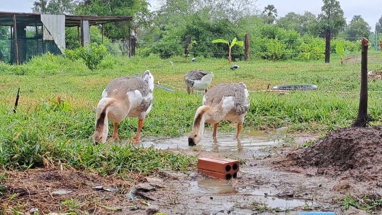 Goose Video / Goose drinking water... 