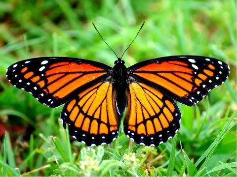 О бабочках. Познавательное видео