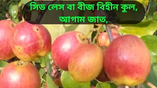 সিড লেস কুল নতুন জাত,,, ০১৮৬১৮১৮১৮২