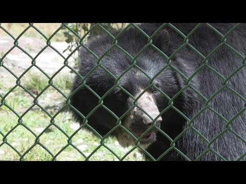 Un oso rebelde busca la libertad en Colombia | AFP