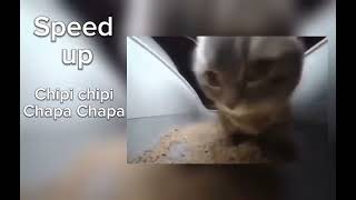 Chipi chipi chapa chapa - speed up