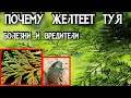 БОЛЕЗНИ и ВРЕДИТЕЛИ ТУИ - Почему Желтеет Туя - Как Вылечить Тую