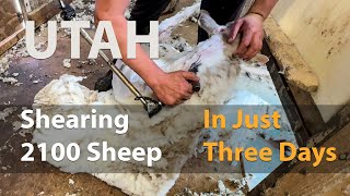 Shearing 2,100 Sheep in Just 3 Days – Six Generations Keeping Utah’s Sheep Legacy Alive
