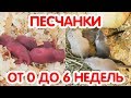 Песчанки от 0 до 6 недель. Как растут песчанки