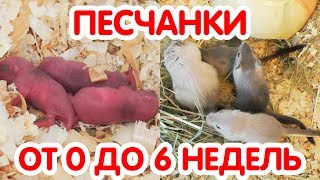 Песчанки от 0 до 6 недель. Как растут песчанки