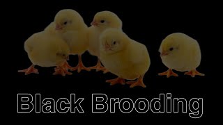 बलक बरडग कस क जत ह Black Brooding In Broiler All Information About Black Brooding