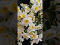 گل های دست ساز از نزدیک گل نرگس Flowers گل چینی گل دست ساز 