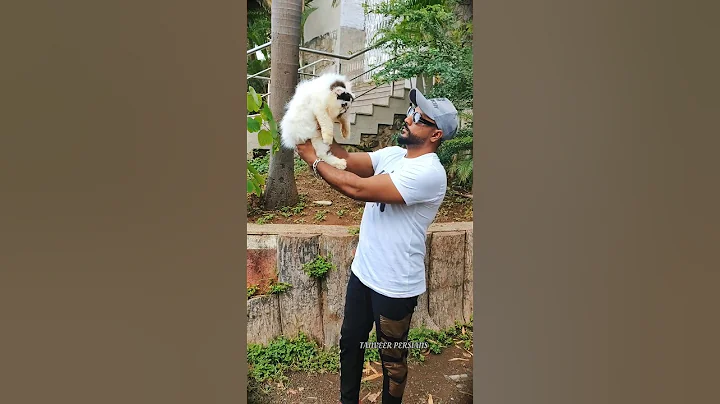 Video 3169111: exotic long hair persian, persiancat cat, persian male