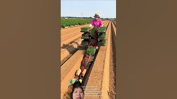 Cách Nước ngoài sử dụng máy trong hành siêu nhanh 1 ngày có thể trồng mấy ngàn mẫu