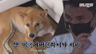 What Shiba Did To Someone Who Is Determined At Lower Rank