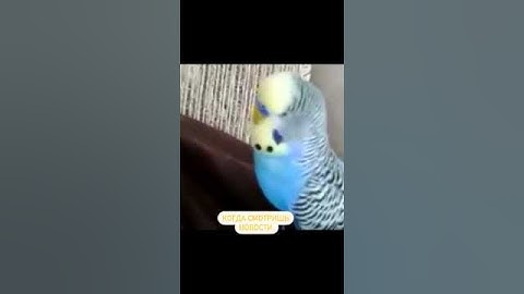 Когда смотришь новости