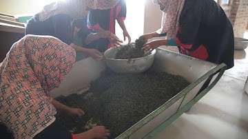 Jun Chiyabari - In the factory / Post rolling leaf untangling by hand - video 1