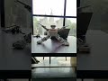 Here we introduce The Robot - ed Company's Little Hero -The Zing Robot