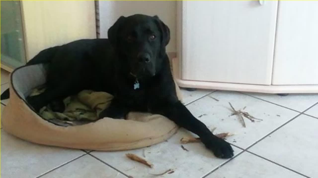 Nouvelles Sur Les Chiens Les Chats Les Hamsters Youtube