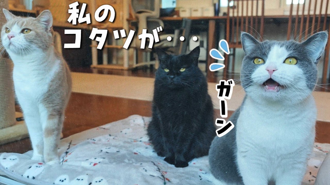 真冬に大好きなこたつがなくなってショックを受ける猫 - YouTube