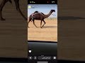 القعوده ابن طريبيش المنصوري