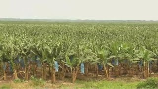 Banana farming in Ivory Coast revitalising