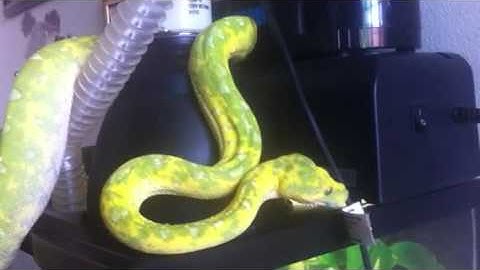Green Tree Python & Emerald Tree Boa